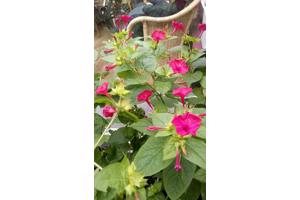 Mirabilis Jabala (Nachtschone) 6,50 per plant